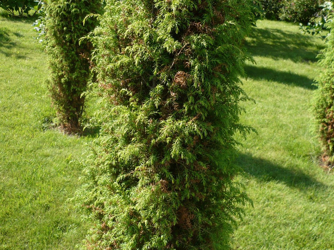 Image of Juniperus communis specimen.