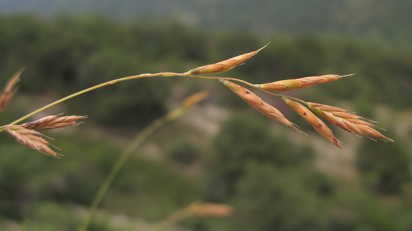 Изображение особи Brachypodium rupestre.