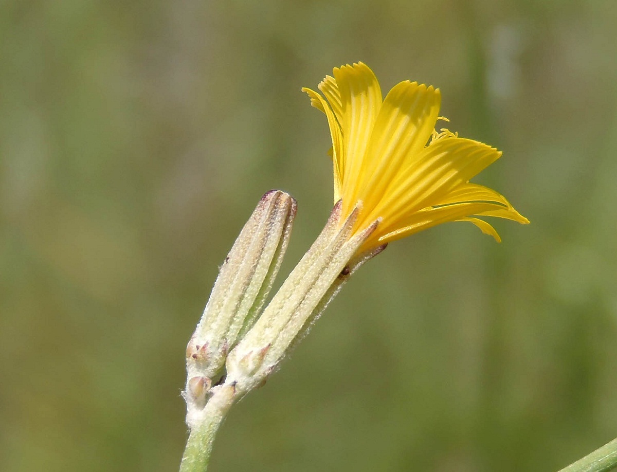 Image of genus Chondrilla specimen.