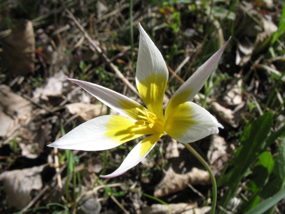 Изображение особи Tulipa kolbintsevii.