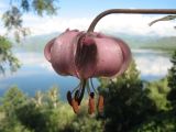 Lilium pilosiusculum