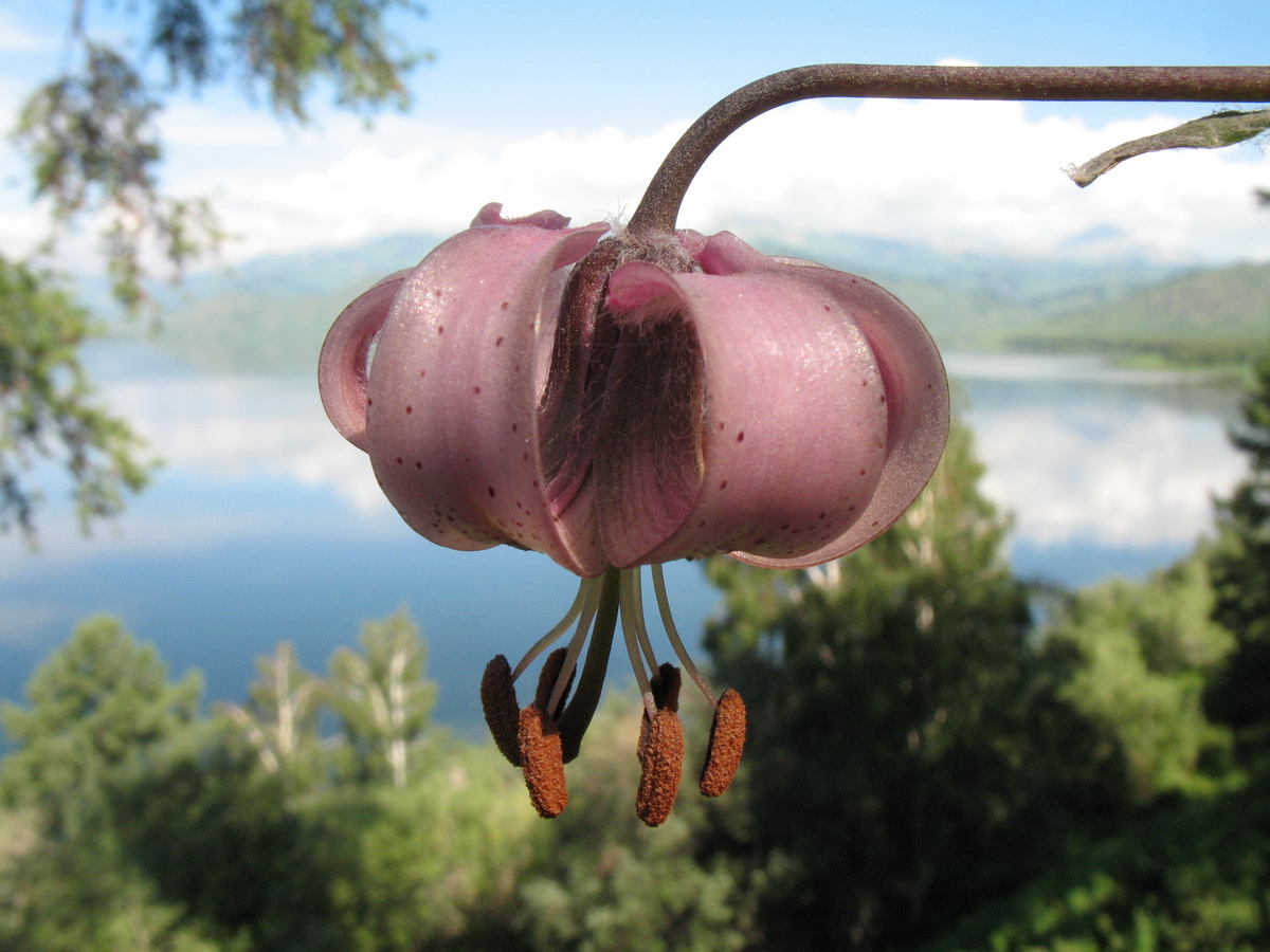 Image of Lilium pilosiusculum specimen.