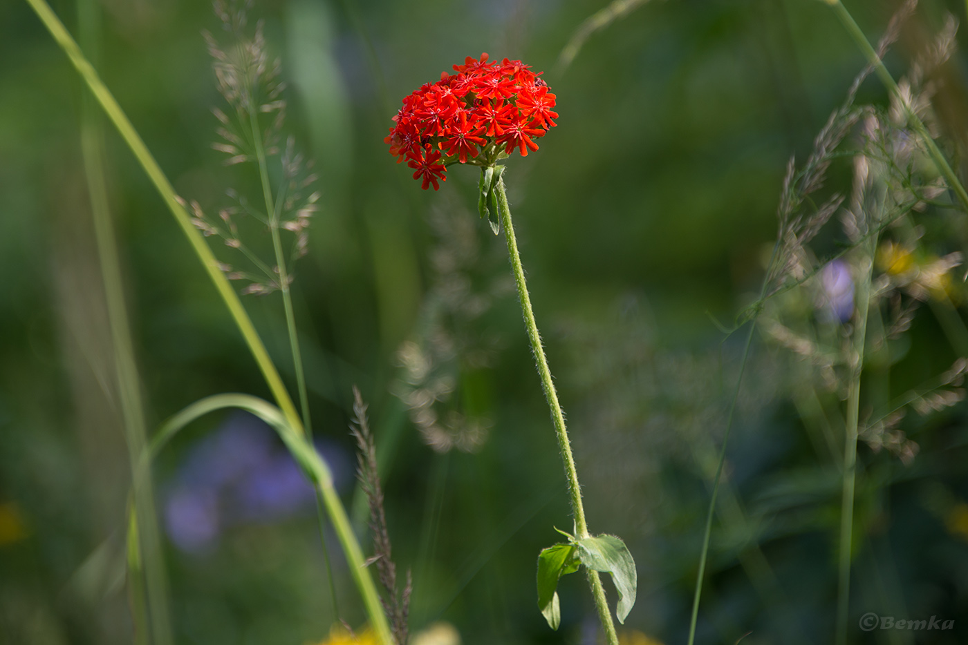 Изображение особи Lychnis chalcedonica.