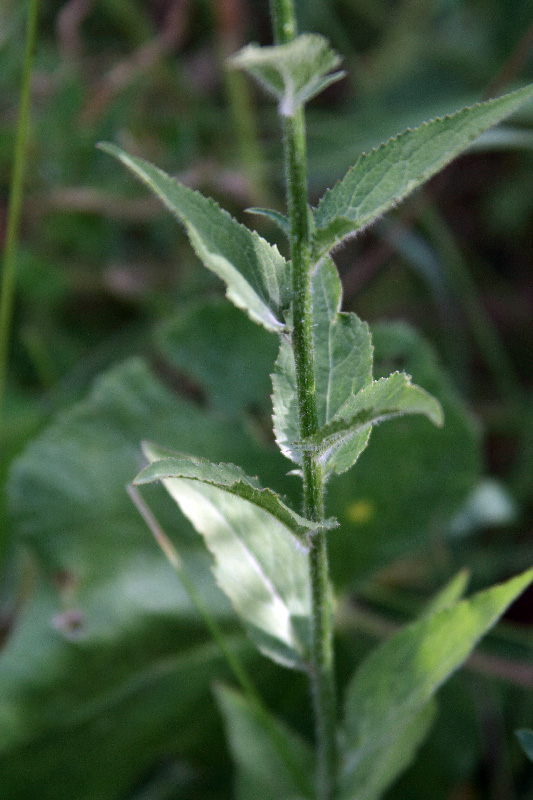 Image of Asyneuma argutum specimen.