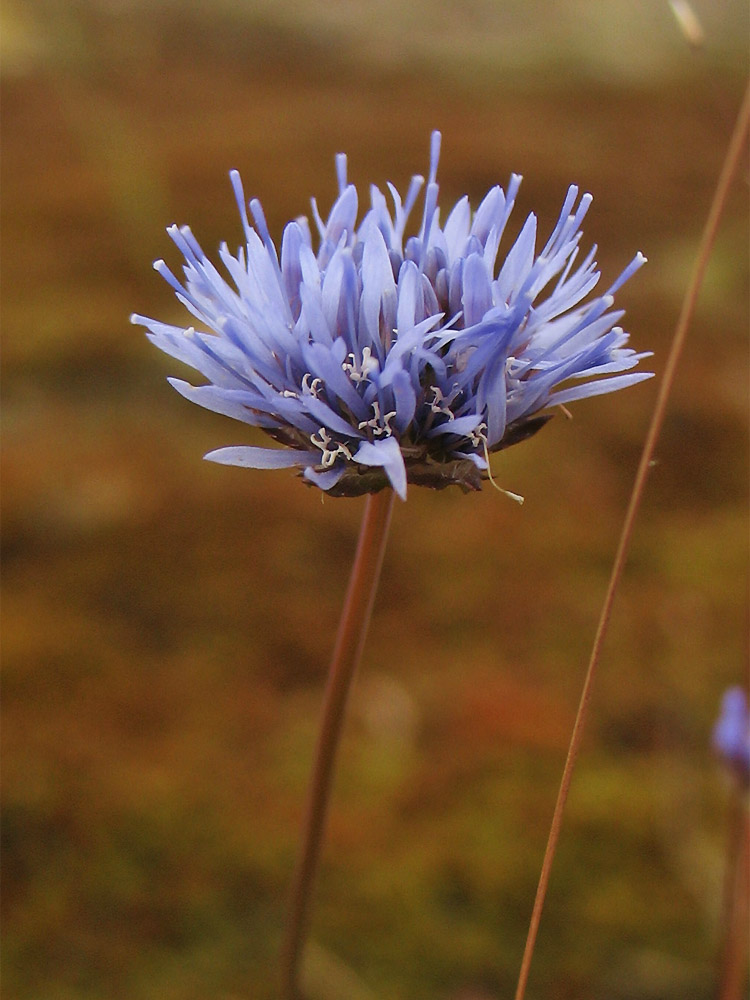 Image of Jasione montana specimen.