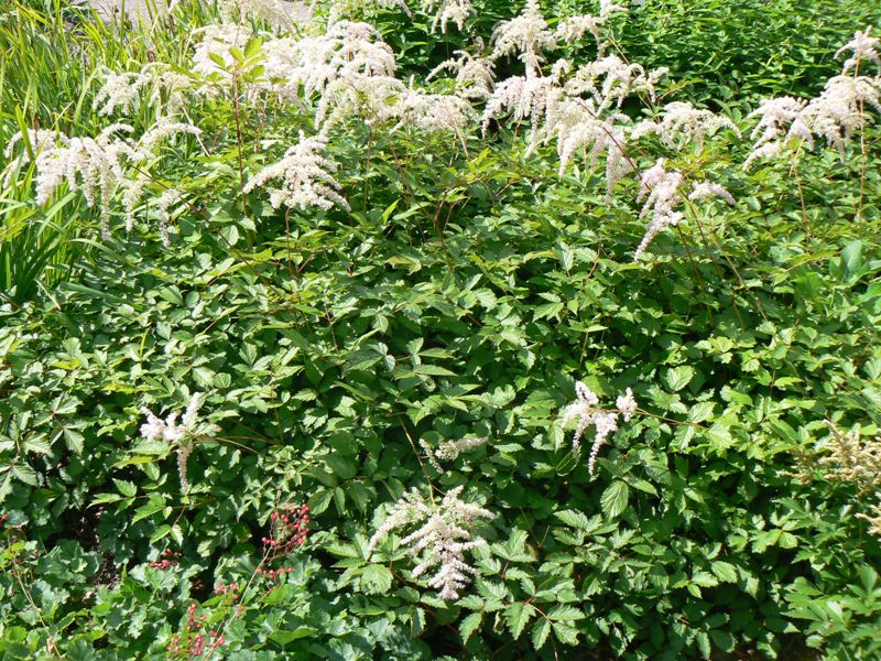 Image of Astilbe thunbergii specimen.