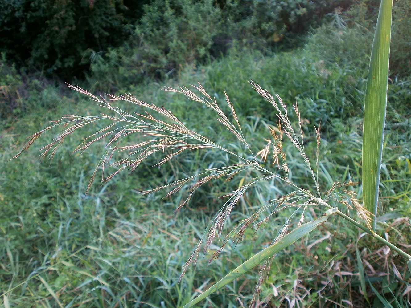 Image of Phragmites australis specimen.