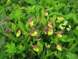 Cypripedium calceolus