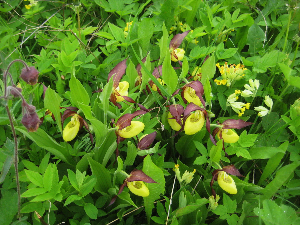 Изображение особи Cypripedium calceolus.