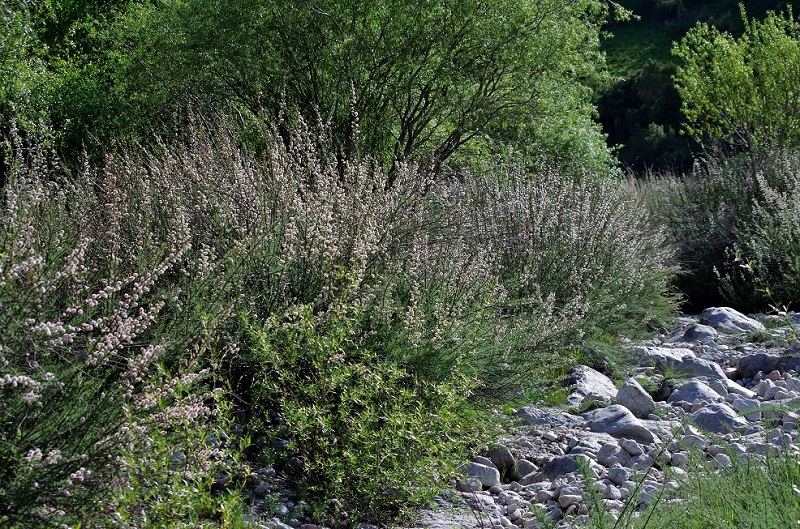 Image of Myricaria squamosa specimen.