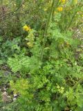 Laserpitium hispidum