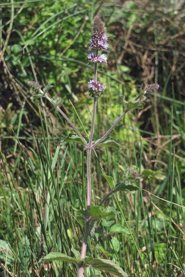 Изображение особи Mentha &times; dumetorum.