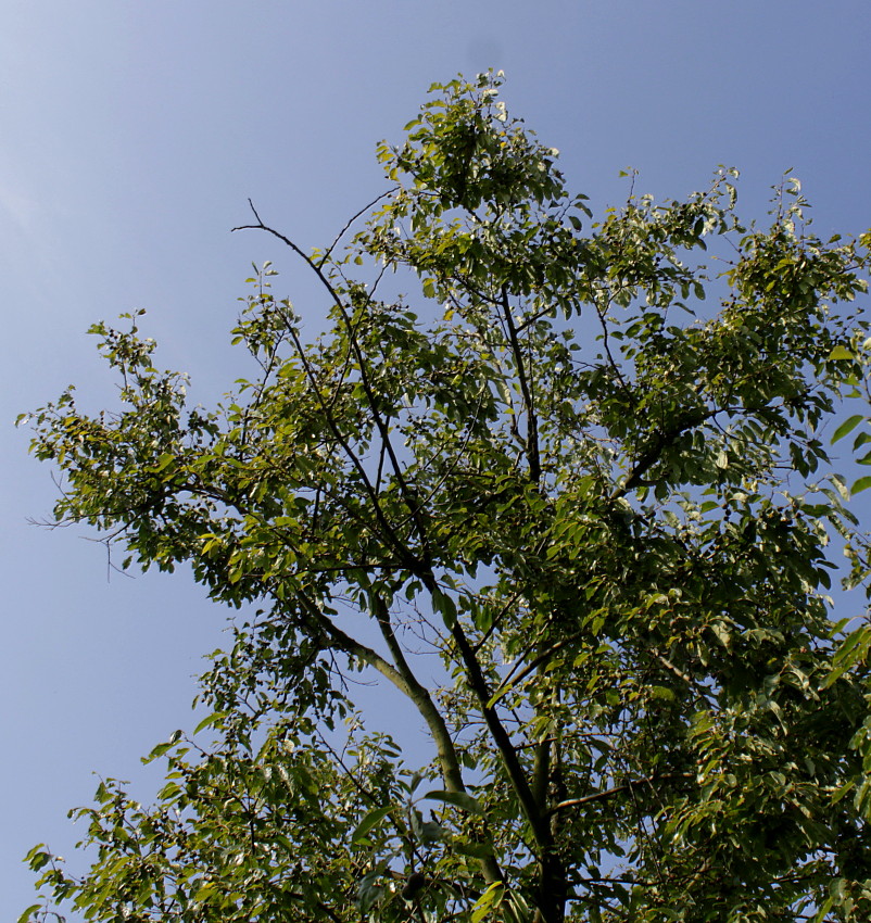 Image of Diospyros lotus specimen.