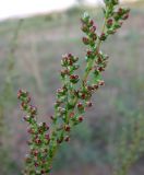 Artemisia campestris