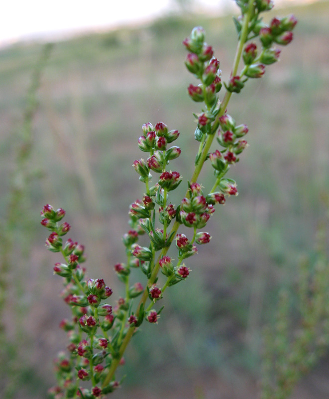 Image of Artemisia campestris specimen.