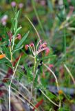 Andromeda polifolia. Верхушка отцветающего растения. Соловецкие острова, остров Большой Соловецкий, заболоченный участок смешанного леса. 09.07.2014.