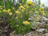 Anthyllis vulneraria