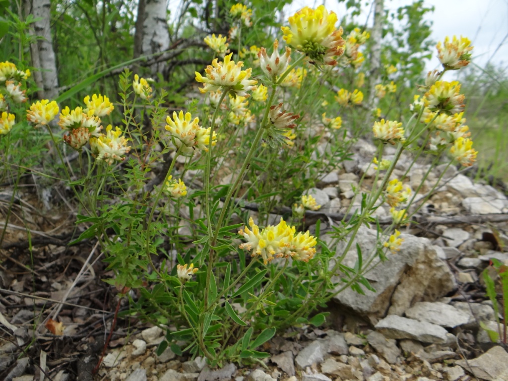 Image of Anthyllis vulneraria specimen.