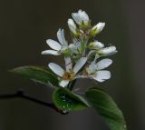 Amelanchier spicata. Соцветие. Московская обл., Раменский р-н, окр. дер. Хрипань, садовый участок. 11.05.2014.