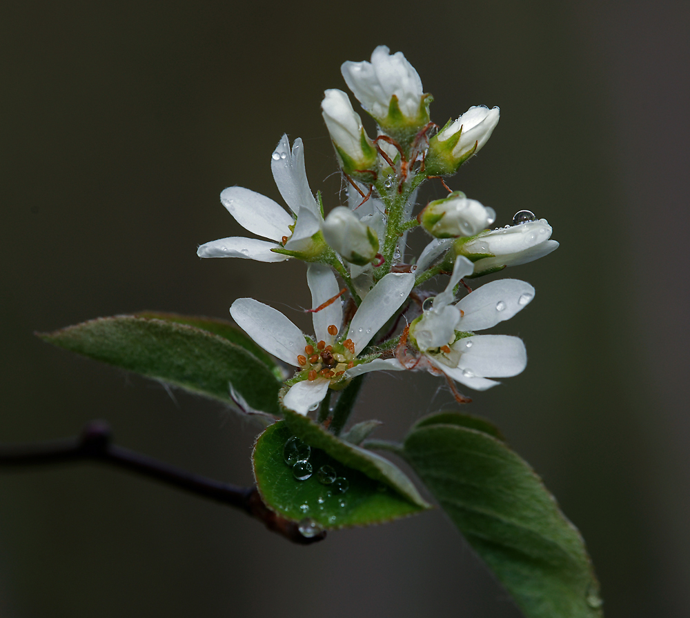 Image of Amelanchier spicata specimen.