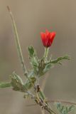 Glaucium corniculatum