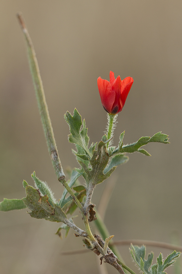 Изображение особи Glaucium corniculatum.