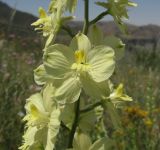 Delphinium semibarbatum