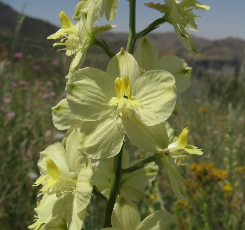 Изображение особи Delphinium semibarbatum.