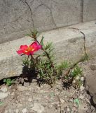 Portulaca grandiflora