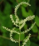 Aruncus dioicus