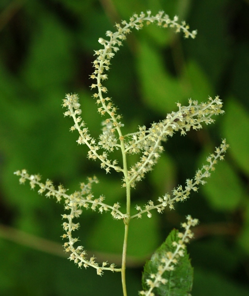 Image of Aruncus dioicus specimen.