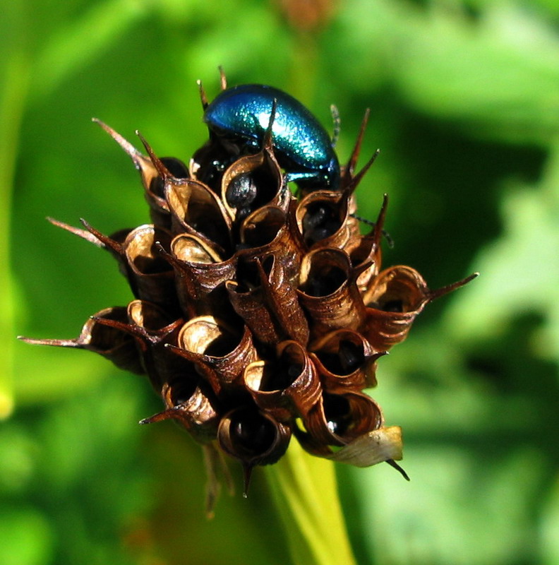 Image of Trollius vitalii specimen.