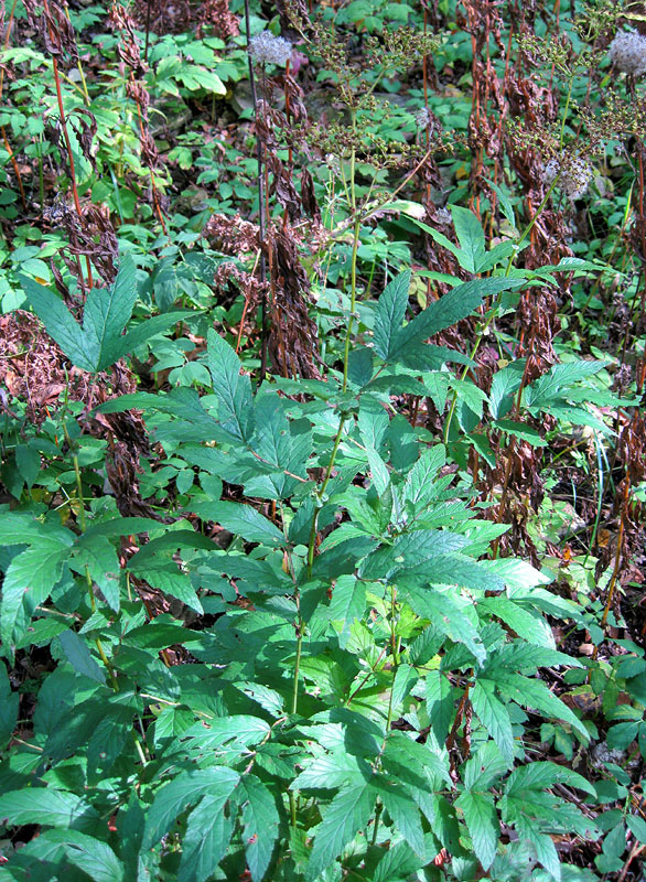 Image of Filipendula ulmaria specimen.