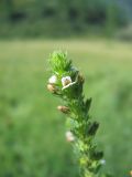 Euphrasia pectinata. Верхняя часть растения с цветками. Республика Алтай, Улаганский р-н, пр. бер. р. Чуя. Июль 2007 г.