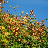 Koelreuteria paniculata