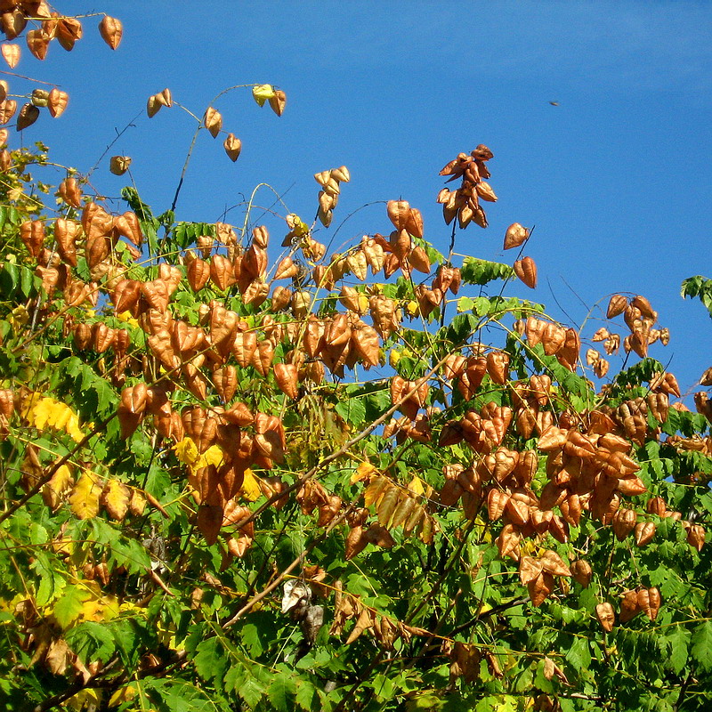 Image of Koelreuteria paniculata specimen.