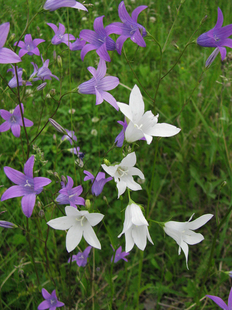 Image of Campanula patula specimen.