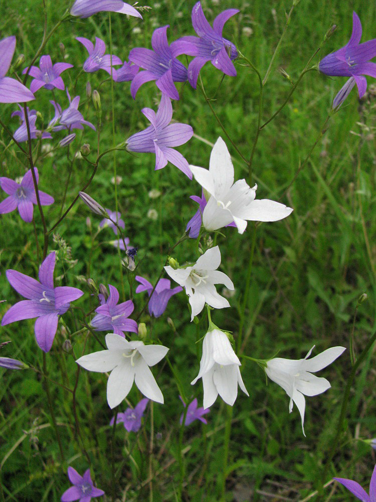 Изображение особи Campanula patula.