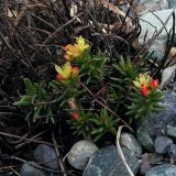 Rhodiola quadrifida