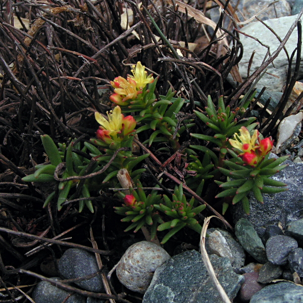 Image of Rhodiola quadrifida specimen.