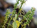 Veronica longifolia