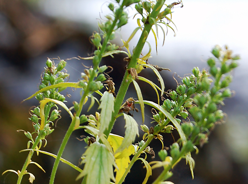 Изображение особи Veronica longifolia.