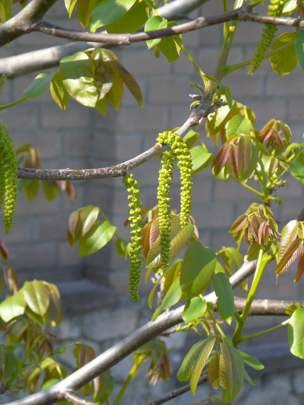 Изображение особи Juglans regia.