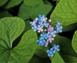 Brunnera sibirica. Цветки и листья. Московская обл., Раменский р-н, окр. дер. Хрипань, садовый участок. 20.05.2015.