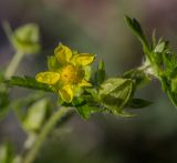 Potentilla heidenreichii