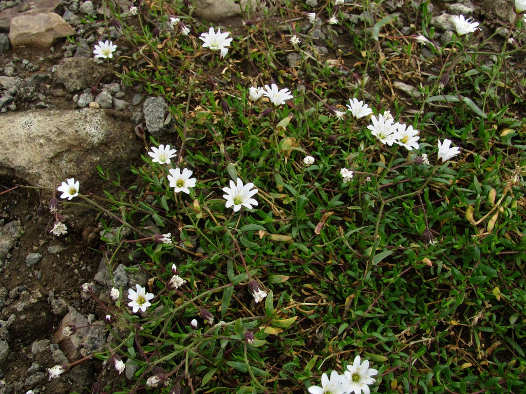 Изображение особи Dichodon cerastoides.