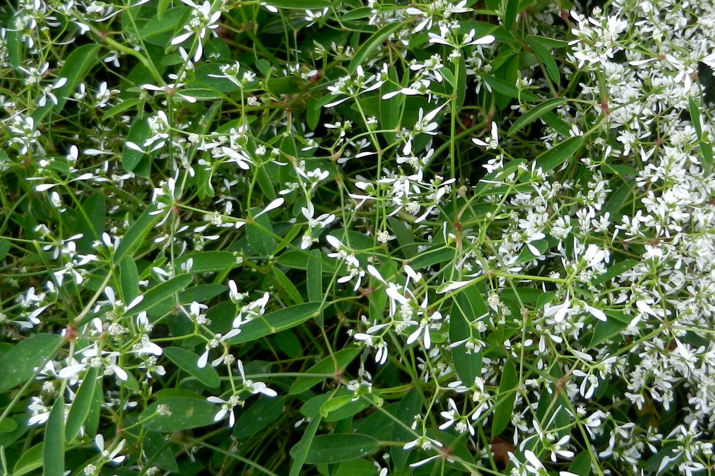 Image of Euphorbia graminea specimen.