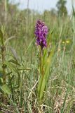 Dactylorhiza incarnata