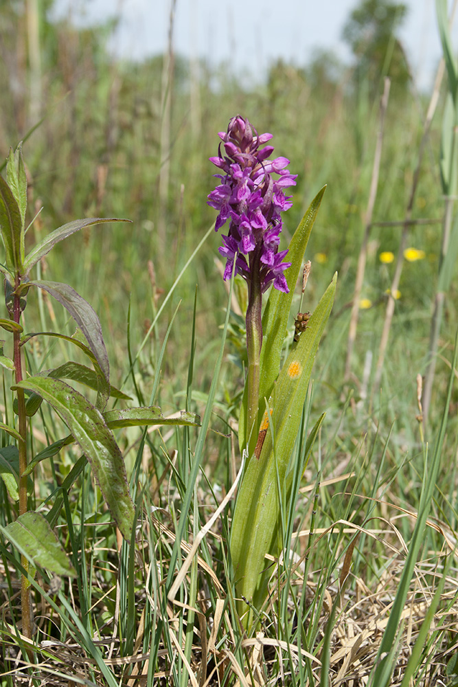 Изображение особи Dactylorhiza incarnata.