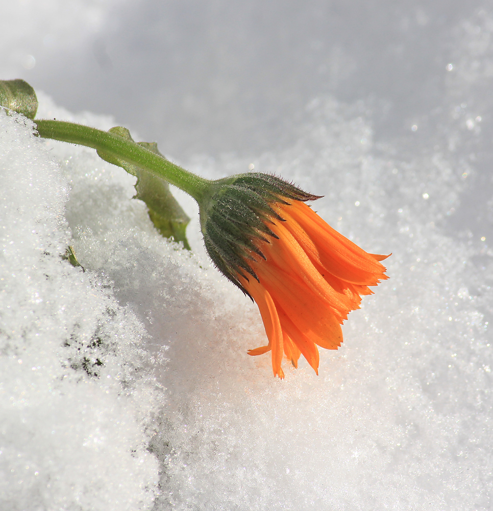 Image of Calendula officinalis specimen.